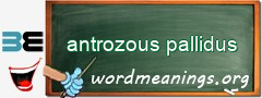 WordMeaning blackboard for antrozous pallidus